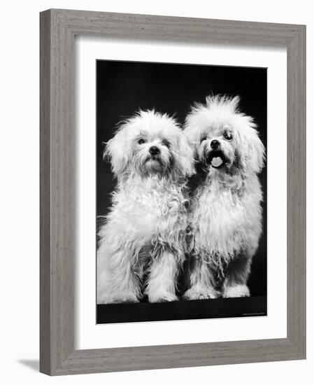 Tibetan Terrier Dogs-Hank Walker-Framed Photographic Print