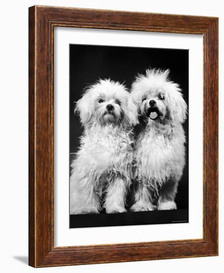 Tibetan Terrier Dogs-Hank Walker-Framed Photographic Print