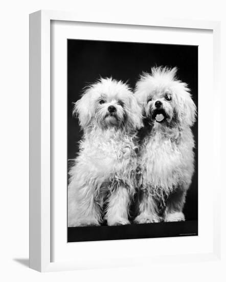 Tibetan Terrier Dogs-Hank Walker-Framed Photographic Print