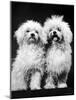 Tibetan Terrier Dogs-Hank Walker-Mounted Photographic Print