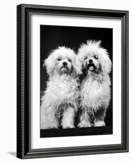 Tibetan Terrier Dogs-Hank Walker-Framed Photographic Print