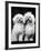 Tibetan Terrier Dogs-Hank Walker-Framed Photographic Print