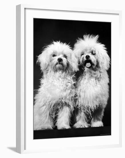 Tibetan Terrier Dogs-Hank Walker-Framed Photographic Print