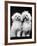 Tibetan Terrier Dogs-Hank Walker-Framed Photographic Print