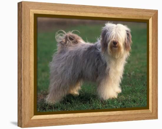 Tibetan Terrier Standing on Grass-Adriano Bacchella-Framed Premier Image Canvas