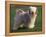 Tibetan Terrier Standing on Grass-Adriano Bacchella-Framed Premier Image Canvas