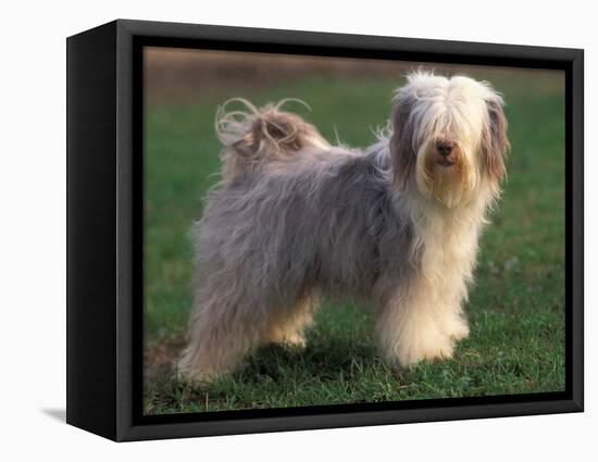 Tibetan Terrier Standing on Grass-Adriano Bacchella-Framed Premier Image Canvas