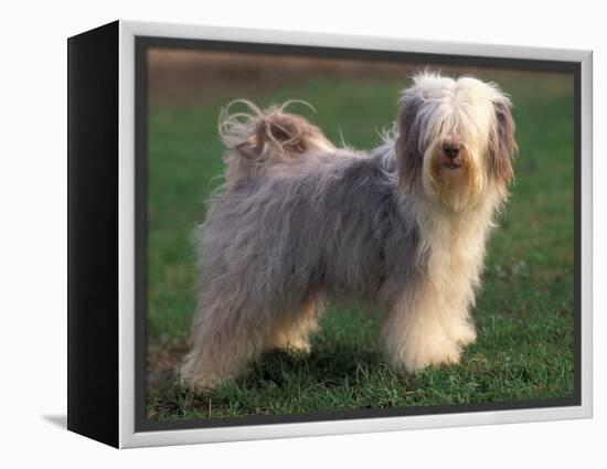 Tibetan Terrier Standing on Grass-Adriano Bacchella-Framed Premier Image Canvas