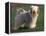 Tibetan Terrier Standing on Grass-Adriano Bacchella-Framed Premier Image Canvas