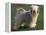 Tibetan Terrier Standing on Grass-Adriano Bacchella-Framed Premier Image Canvas