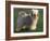 Tibetan Terrier Standing on Grass-Adriano Bacchella-Framed Photographic Print