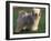 Tibetan Terrier Standing on Grass-Adriano Bacchella-Framed Photographic Print