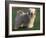 Tibetan Terrier Standing on Grass-Adriano Bacchella-Framed Photographic Print