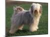 Tibetan Terrier Standing on Grass-Adriano Bacchella-Mounted Photographic Print