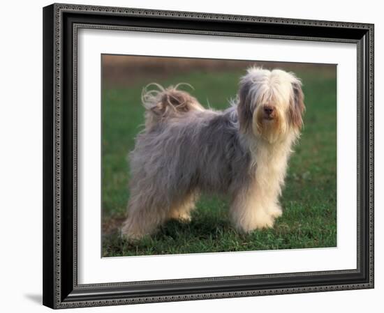 Tibetan Terrier Standing on Grass-Adriano Bacchella-Framed Photographic Print