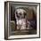 Tibetan Terrier-Barbara Keith-Framed Giclee Print