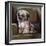 Tibetan Terrier-Barbara Keith-Framed Giclee Print