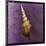 Tibia Shell-John Golden-Mounted Giclee Print