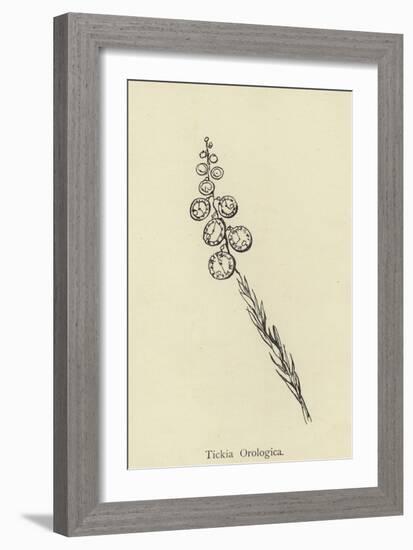 Tickia Orologica-Edward Lear-Framed Giclee Print