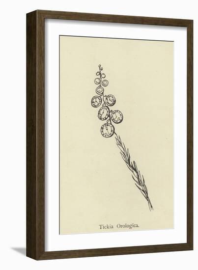 Tickia Orologica-Edward Lear-Framed Giclee Print