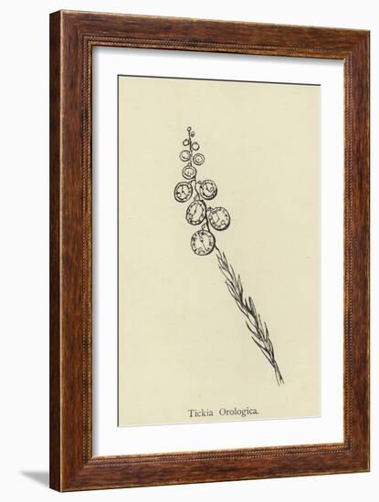 Tickia Orologica-Edward Lear-Framed Giclee Print