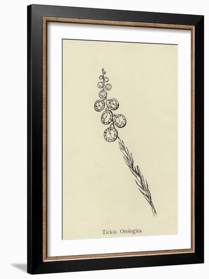 Tickia Orologica-Edward Lear-Framed Giclee Print