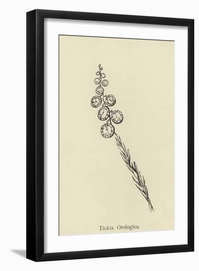 Tickia Orologica-Edward Lear-Framed Giclee Print