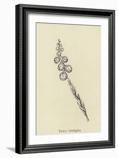 Tickia Orologica-Edward Lear-Framed Giclee Print