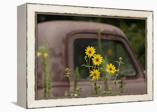 Tickseed Sunflower in Late Summer, and Old Abandoned Truck, Minnesota-Adam Jones-Framed Premier Image Canvas