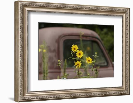 Tickseed Sunflower in Late Summer, and Old Abandoned Truck, Minnesota-Adam Jones-Framed Photographic Print