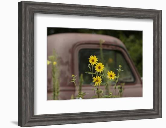 Tickseed Sunflower in Late Summer, and Old Abandoned Truck, Minnesota-Adam Jones-Framed Photographic Print