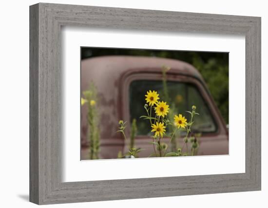 Tickseed Sunflower in Late Summer, and Old Abandoned Truck, Minnesota-Adam Jones-Framed Photographic Print