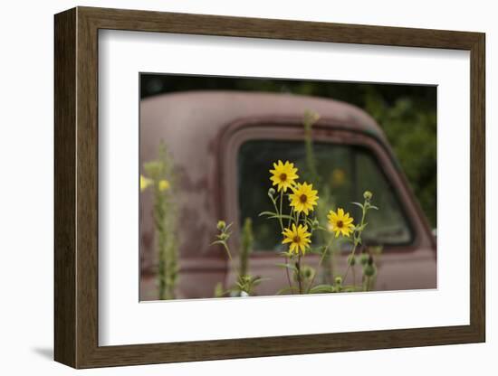 Tickseed Sunflower in Late Summer, and Old Abandoned Truck, Minnesota-Adam Jones-Framed Photographic Print
