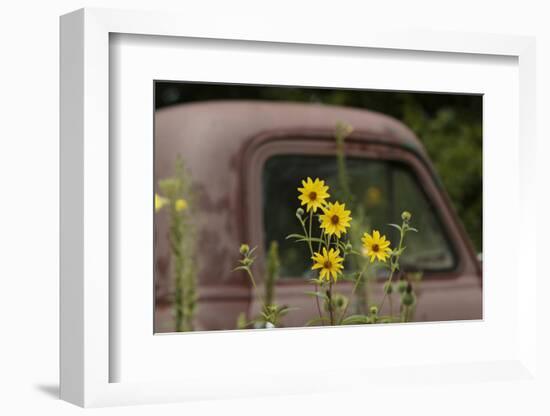 Tickseed Sunflower in Late Summer, and Old Abandoned Truck, Minnesota-Adam Jones-Framed Photographic Print