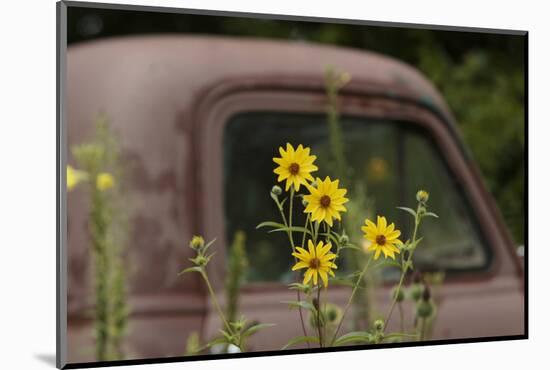 Tickseed Sunflower in Late Summer, and Old Abandoned Truck, Minnesota-Adam Jones-Mounted Photographic Print