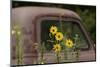 Tickseed Sunflower in Late Summer, and Old Abandoned Truck, Minnesota-Adam Jones-Mounted Photographic Print