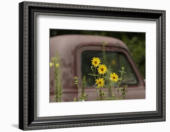 Tickseed Sunflower in Late Summer, and Old Abandoned Truck, Minnesota-Adam Jones-Framed Photographic Print