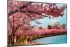 Tidal Basin, Jefferson Memorial, Cherry Blossoms, Washington, D.C.-null-Mounted Art Print