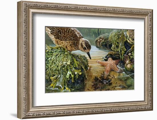 Tidal Pool Plover-John Dawson-Framed Art Print