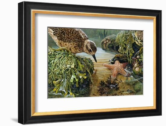 Tidal Pool Plover-John Dawson-Framed Art Print