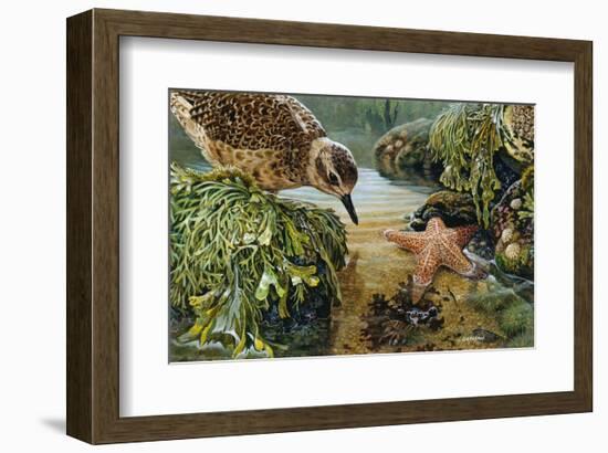 Tidal Pool Plover-John Dawson-Framed Art Print