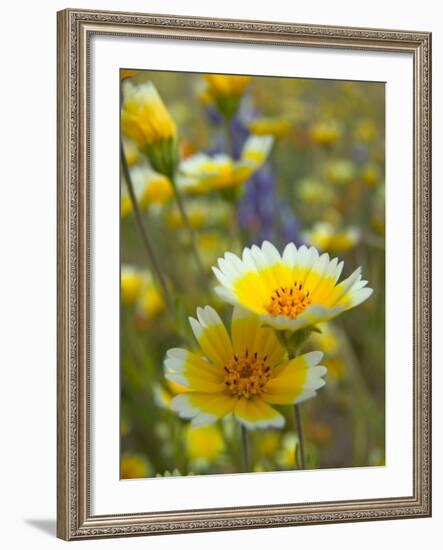 Tiddy Tips and Lupine, Shell Creek, California, USA-Terry Eggers-Framed Photographic Print