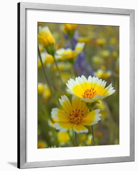 Tiddy Tips and Lupine, Shell Creek, California, USA-Terry Eggers-Framed Photographic Print