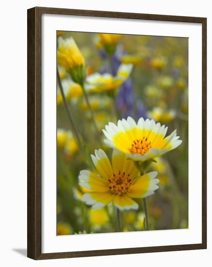 Tiddy Tips and Lupine, Shell Creek, California, USA-Terry Eggers-Framed Photographic Print