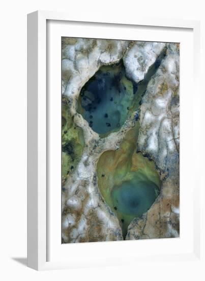 Tide Pool Detail-Vincent James-Framed Photographic Print