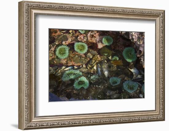 Tide Pool, Salish Sea, Washington State-Ken Archer-Framed Photographic Print