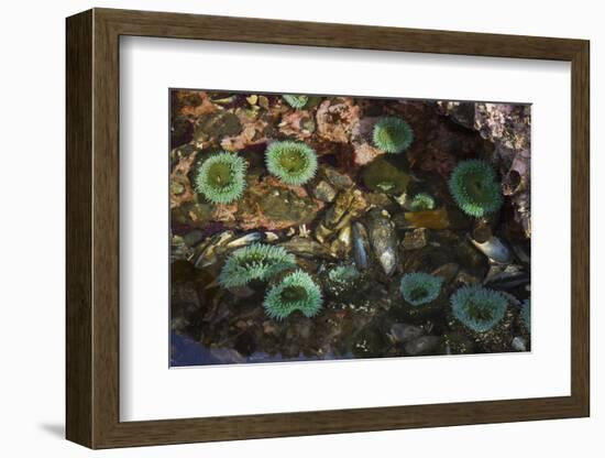 Tide Pool, Salish Sea, Washington State-Ken Archer-Framed Photographic Print