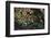 Tide Pool, Salish Sea, Washington State-Ken Archer-Framed Photographic Print