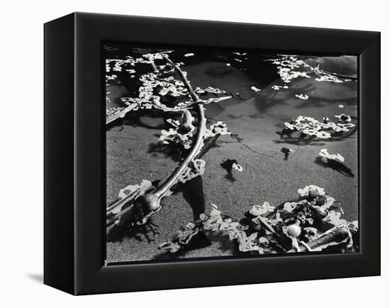 Tide Pool with Kelp (b/w photo)-Brett Weston-Framed Premier Image Canvas