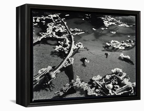 Tide Pool with Kelp (b/w photo)-Brett Weston-Framed Premier Image Canvas